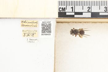 Media type: image;   Entomology 768433 Aspect: Labels